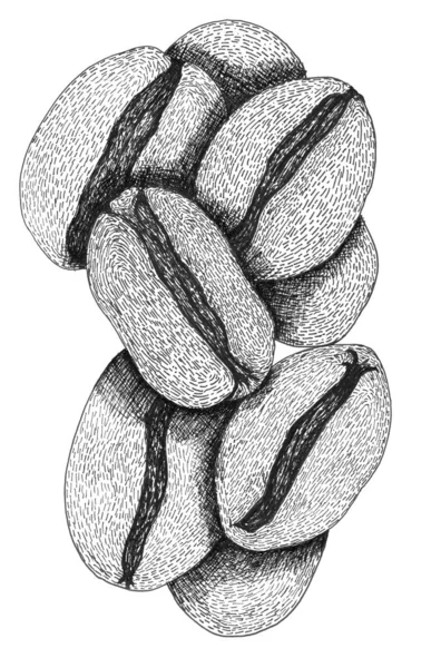손으로 그린 커피 원두 삽화 — 스톡 사진