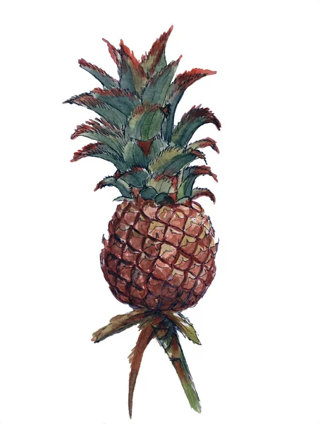Beyaz arkaplanda izole edilmiş suluboya ananas