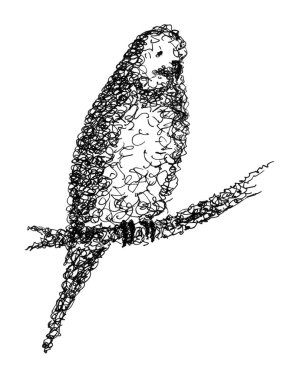 Bir evcil kuşun mürekkep çizimi