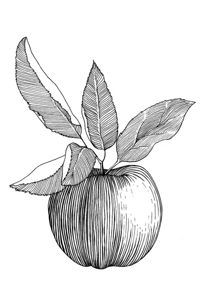 Hand drawn illustration of an apple with leaves — Stock Photo, Image