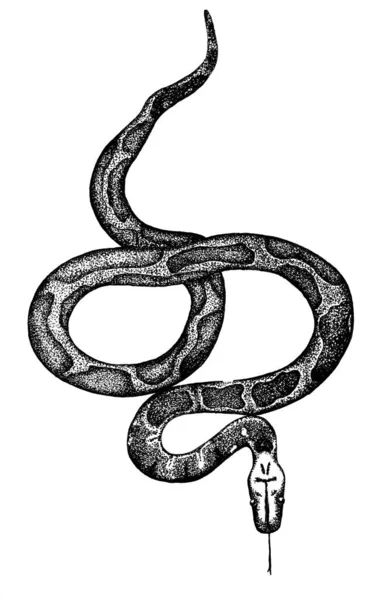 Ink blood python on white background — Stock Photo, Image
