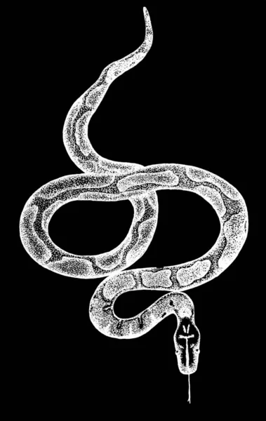 白色背景上的墨水血蟒蛇 — 图库照片
