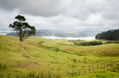 Yeni Zelanda 'nın kuzeyindeki tepelerde yalnız bir ağaç.
