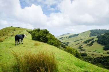 Yeni Zelanda 'nın kuzey adasındaki tepelerde inekler
