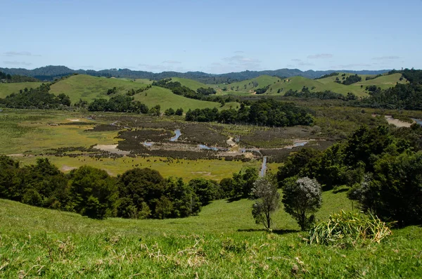 Friedliche Wiese Auf Der Nordinsel Neuseelands — Stockfoto