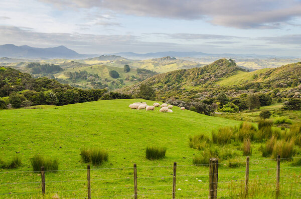 Sheep eating grass on the mountains of the north island of New Zealand