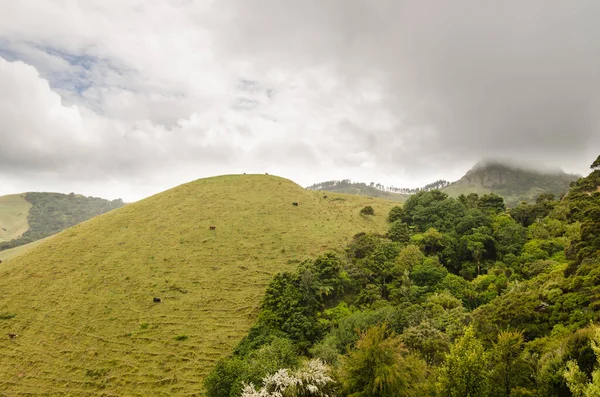 Hills North Island New Zealand Foggy Weather — Stock Photo, Image