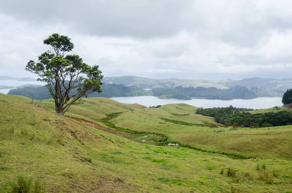 Lone Tree Hills North Island New Zealand — Stock Photo, Image