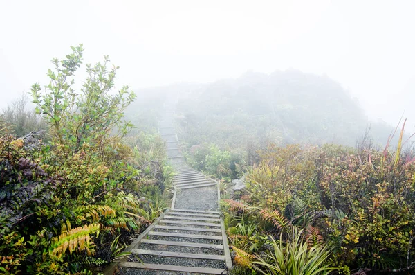 Foggy Path Mountains — Stock Photo, Image