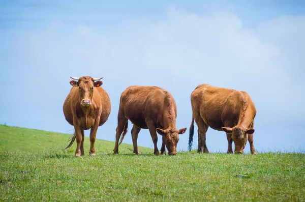 Tepede üç kahverengi inek, ikisi ot yiyor ve biri seyirciye bakıyor.