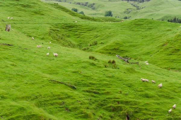 Yeni Zelanda Tepelerinde Küçük Koyunlar Toplanıyor — Stok fotoğraf