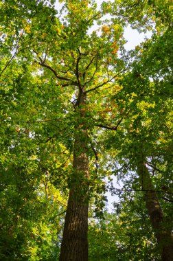 Aşağıdan iki uzun ağaç görünüyor.