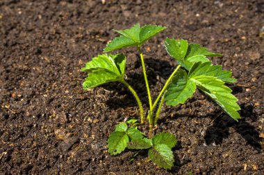 Çilekli tesisleri yerin altında büyür. Kavram Bahçe ve tarım. Mockup