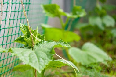serada yeşil salatalık yaprakları. bahçe cilik konsepti