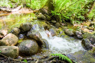 Şelale yeşil orman Nehri akış peyzaj