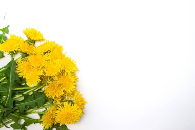 Yaz zamanı afiş Merhaba. Modaya uygun doku. Sezon meslek, haftasonu, tatil logosu. Mutlu yaz gün. Sarı karahindiba çiçek çiçek açmış. Karahindiba metin için yer beyaz zemin üzerine