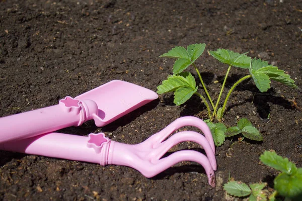 Φυτά Φράουλας Και Ροζ Εργαλεία Κηπουρικής Στο Έδαφος — Φωτογραφία Αρχείου