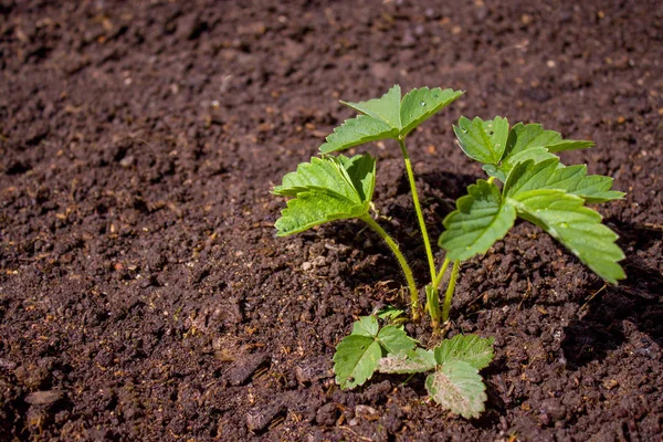 Plantele Cresc Pământ Conceptul Grădinărit Agricultură Mockup — Fotografie, imagine de stoc