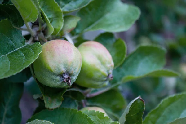 organic farm food, agriculture and harvest concept - green apples hanging from a tree branch in an fruit orchard close up