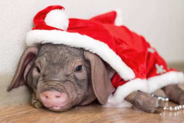 Noel ve yeni yıl kartı hediye mevcut kutusunda şirin yeni doğan santa domuzla. Yıl Çin takvimine süslemeleri sembolü. köknar arka plan üzerinde. Tatil, kış ve kutlama kavramı