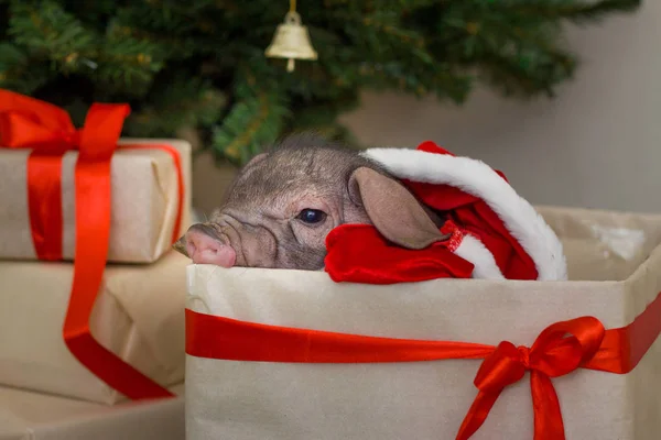 Рождественская Новогодняя Открытка Милой Новорожденной Свиньёй Санта Подарочной Коробке Символ — стоковое фото