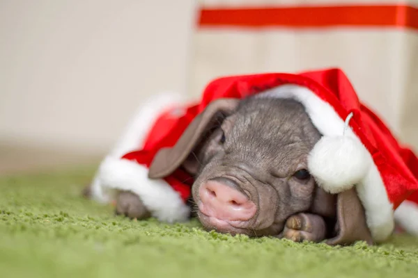 Рождественская Новогодняя Открытка Милой Новорожденной Свиньёй Санта Подарочной Коробке Символ — стоковое фото