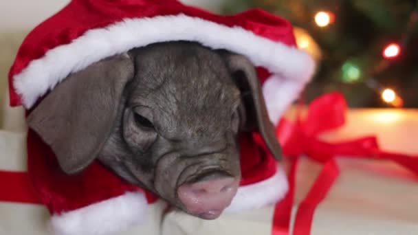 크리스마스와 클로스에 귀여운 신생아 돼지와 상자에 달력의 상징입니다 배경에 전나무입니다 — 비디오