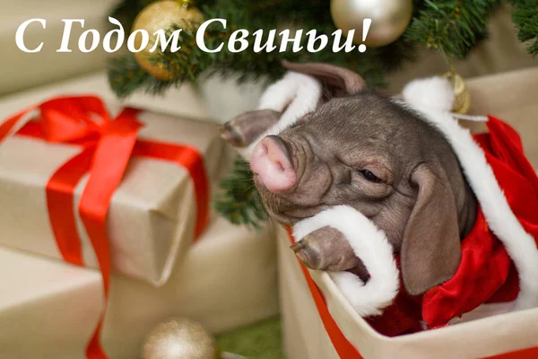 Christmas New Year Card Cute Newborn Santa Pig Gift Present — Stock Photo, Image