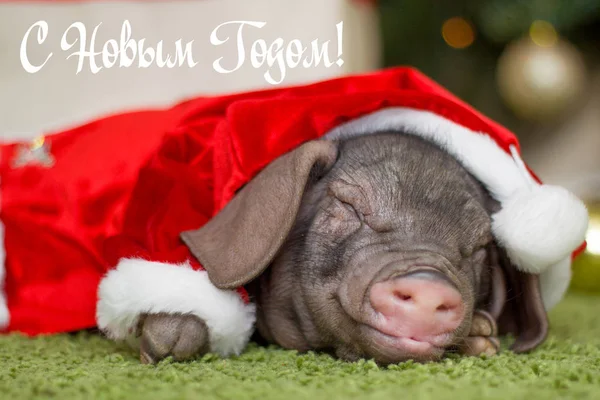 Christmas New Year Card Cute Newborn Santa Pig Gift Present — Stock Photo, Image