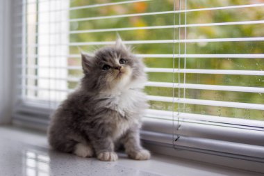 Gri Farsça küçük kabarık Maine coon kedi yavrusu kapı pencere ve ararken yakınında oturuyor. Yeni doğmuş yavru, çocuk hayvan ve sevimli kediler kavramı.