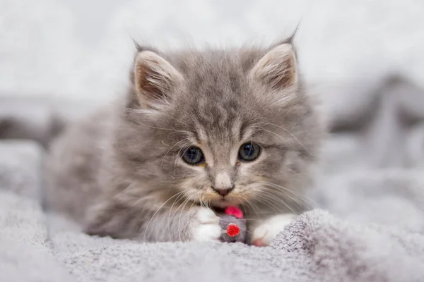 Kleiner Grauer Flauschiger Maine Coon Der Die Kamera Schaut Konzept — Stockfoto