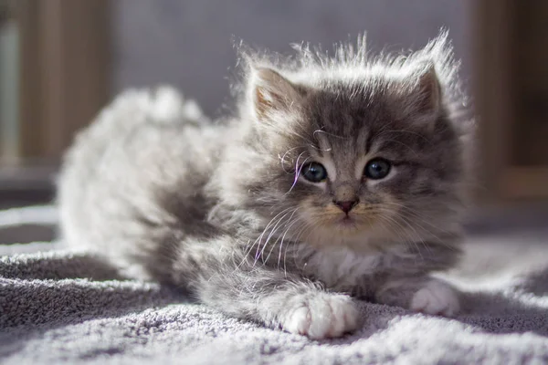 Kleine Grijze Fluffy Kitten Maine Coon Camera Kijken Kid Dieren — Stockfoto