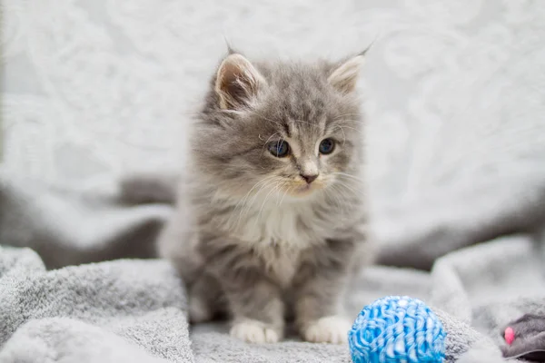 Little Fluffy Grey Persian Maine Coon Kitten Playing Small Blue — Stock Photo, Image