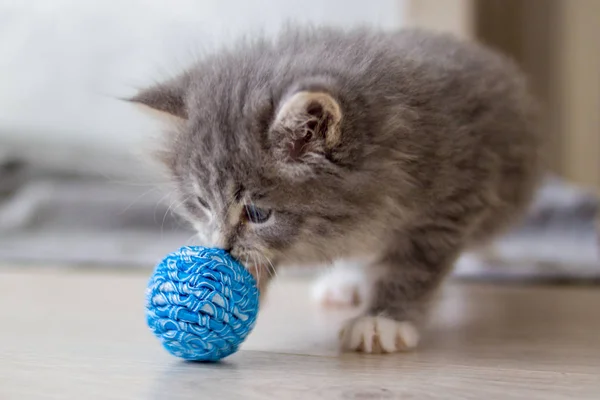 O gato fofo está brincando com uma bola de fios rosa. curioso gatinho  deitado em cima