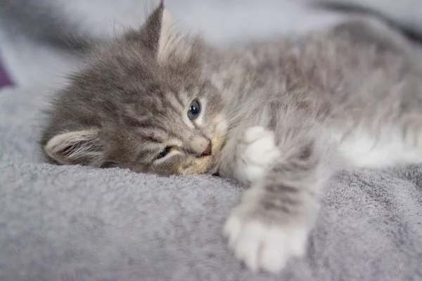少しふわふわ灰色ペルシャ メインクーン子猫に位置し 灰色の枕で眠る 生まれたばかりの子猫 国内子供の動物や猫のコンセプト — ストック写真