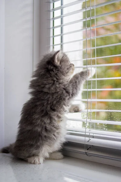 Küçük kabarık gri Farsça Maine coon kittenstands onun hind üzerinde kapının yanında bacaklar ve sahibi için bekler. Yeni doğmuş yavru, çocuk hayvan ve sevimli kediler kavramı.