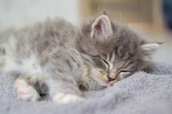 Kleine Flauschige Graue Perserkokon Kätzchen Liegt Und Schläft Auf Einem — Stockfoto