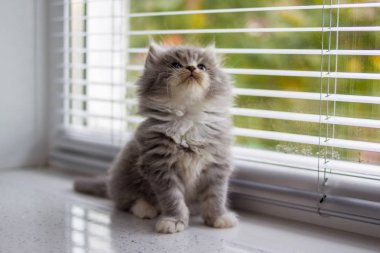 Gri Farsça küçük kabarık Maine coon kedi yavrusu kapı pencere ve ararken yakınında oturuyor. Yeni doğmuş yavru, çocuk hayvan ve sevimli kediler kavramı.