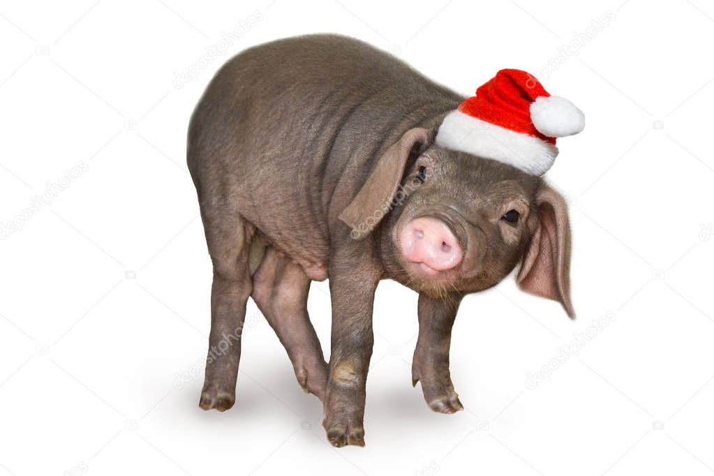 cute newborn piglet pig in santa hat isolated on white background. Christmas and new year card Decorations symbol of the year Chinese calendar. - holidays, winter and celebration concept