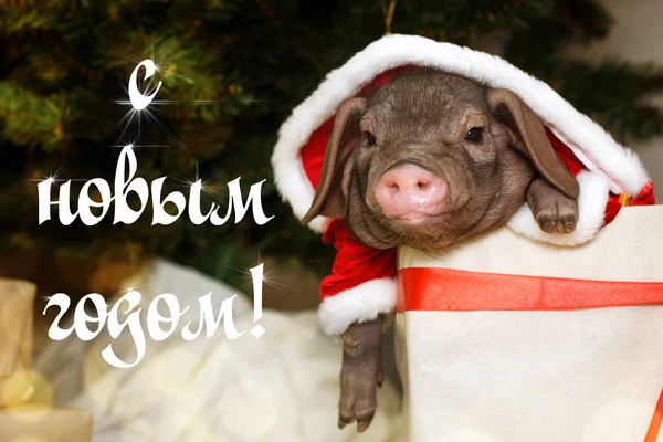 Christmas Card Cute Newborn Santa Pig Gift Present Box Decorations — Stock Photo, Image