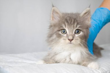 Veteriner Kliniği ve mavi eldiven eller gri Farsça küçük kabarık Maine coon kitte. Kedi fotoğraf makinesine benziyor. Metin-tıp, evde beslenen hayvan, hayvanlar, aşılama ve anti kavramı için alan