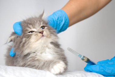 Enjeksiyon için gri Farsça küçük kabarık Maine coon kitte Veteriner Kliniği veren hayvan hastalıklarıyla ilgili. Kedi için şırınga görünüyor. -Tıp, evde beslenen hayvan, hayvanlar, aşılama ve anti kavramı