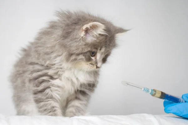 Veterinarian Giving Injection Grey Persian Little Fluffy Maine Coon Kitte — Stock Photo, Image