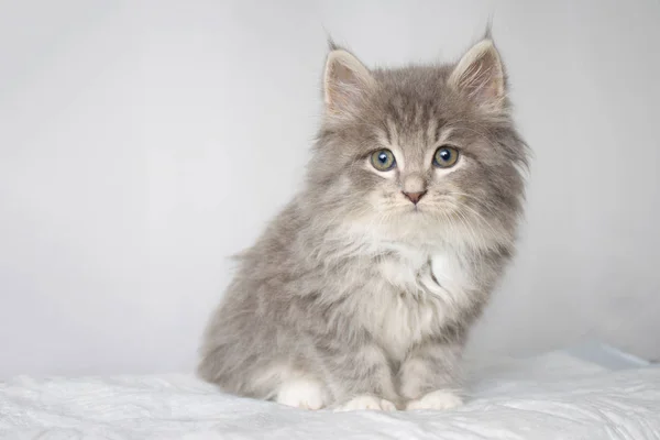 Grey Persian Little Fluffy Maine Coon Kitte Vet Clinic Hands — Stock Photo, Image