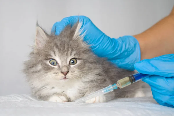 Veterinarian Giving Injection Grey Persian Little Fluffy Maine Coon Kitte — Stock Photo, Image