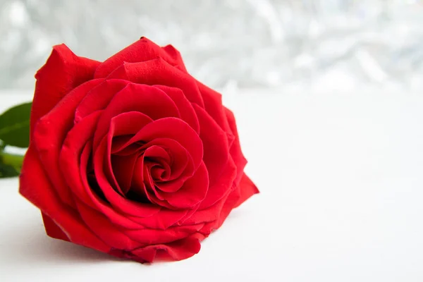 Jeden Red Rose Boke Tła Miejsce Walentynki Koncepcja Dzień Kobiet — Zdjęcie stockowe