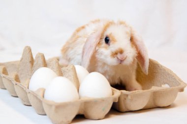 Sepette beyaz zemin üzerine yumurtalı Easter bunny tavşan. Paskalya tatil kavramı