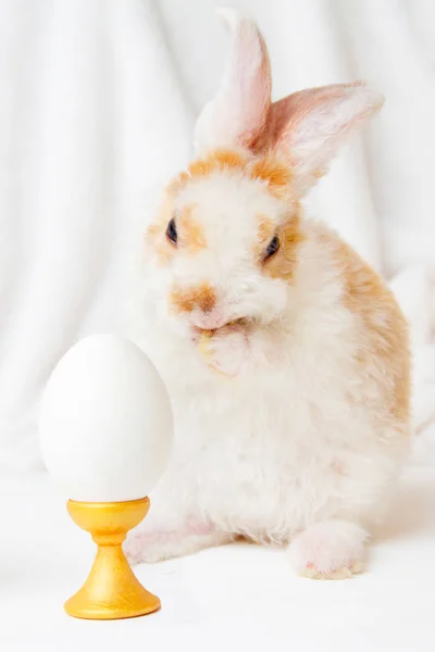 Beyaz Arka Plan Üzerinde Beyaz Yumurtalı Easter Bunny Tavşan Paskalya — Stok fotoğraf