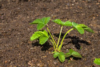 Genç çilek bitki toprağa büyür. Kavram Bahçe ve tarım. Mockup