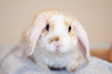 Kulak lop küçük kırmızı ve beyaz renkli tavşan, 2 ay eski, gri arka plan - bunny hayvanlar kavramı